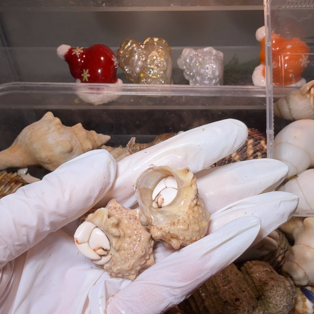 冷色系专 配红橙圣诞帽