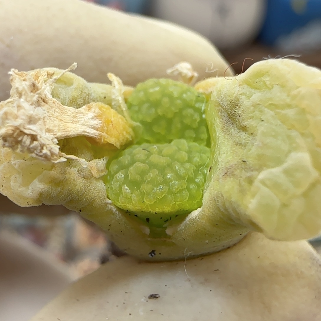 539磁铁优选福利