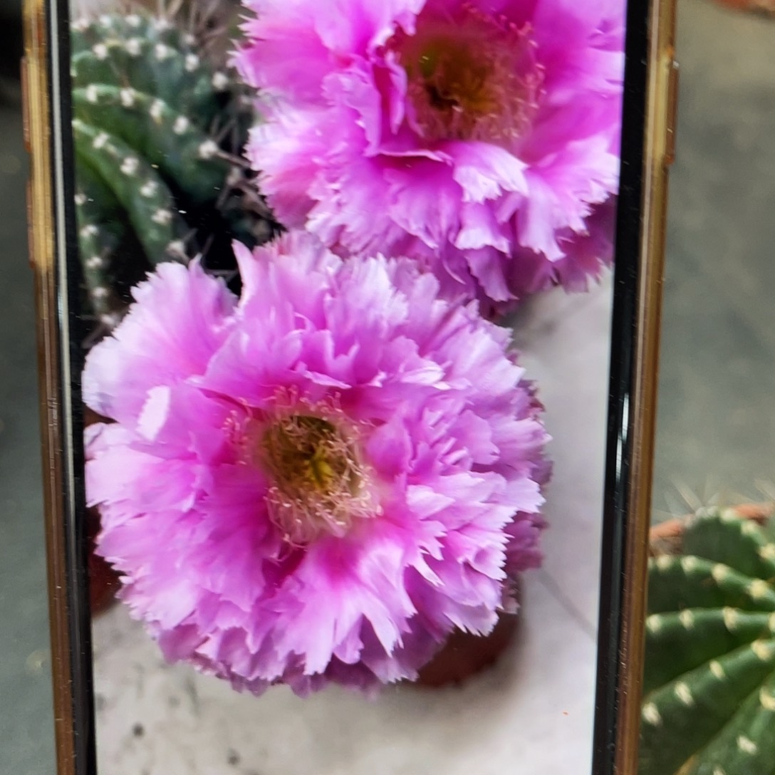 彩草3号羽毛带根5.5公分左右