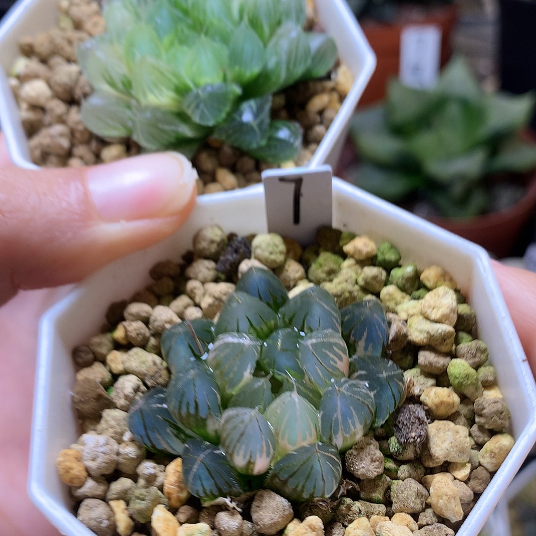 玉露锦带盆土发货， tuyu