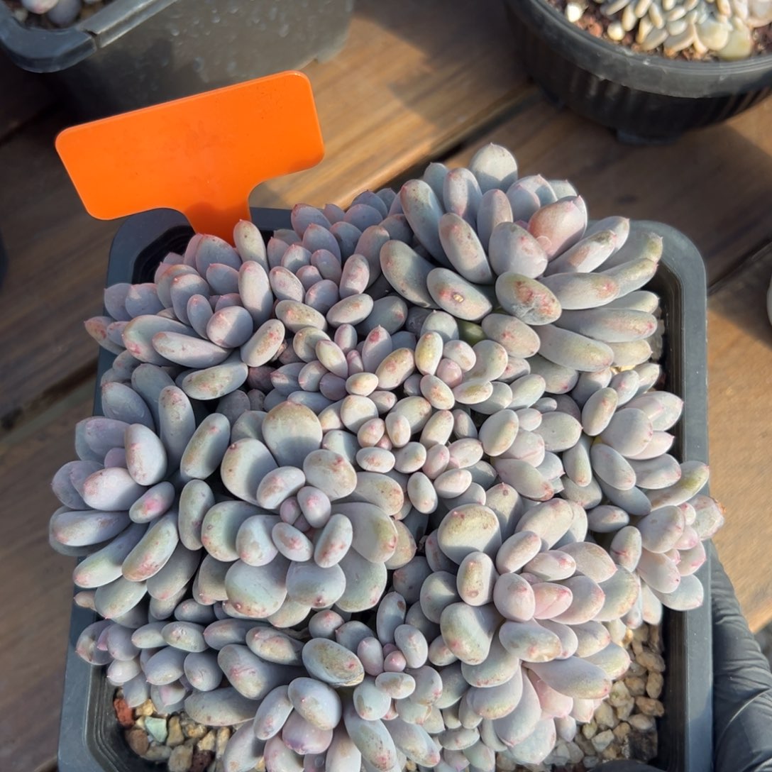 香香雪11111111111111111