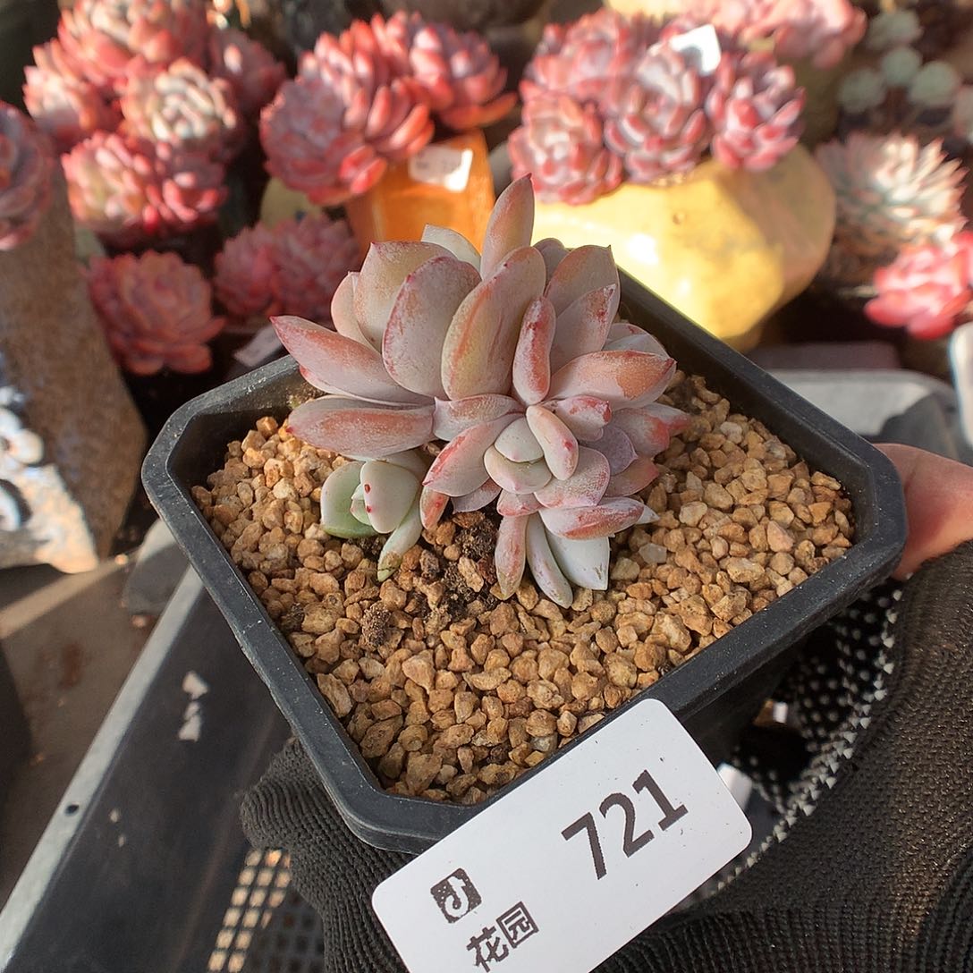 721奶茶多肉植物6666666666