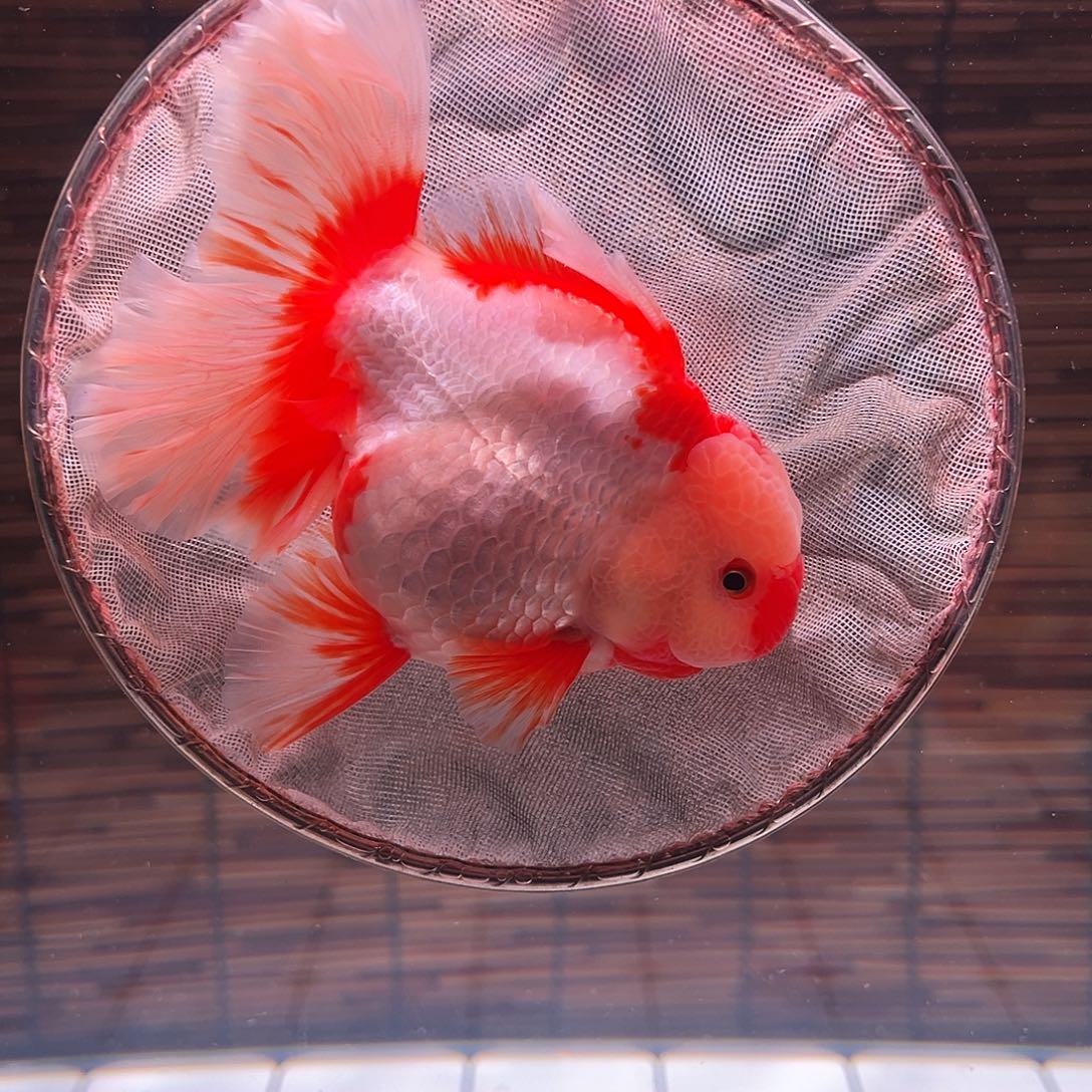 金鱼百褶泰狮冷水金鱼