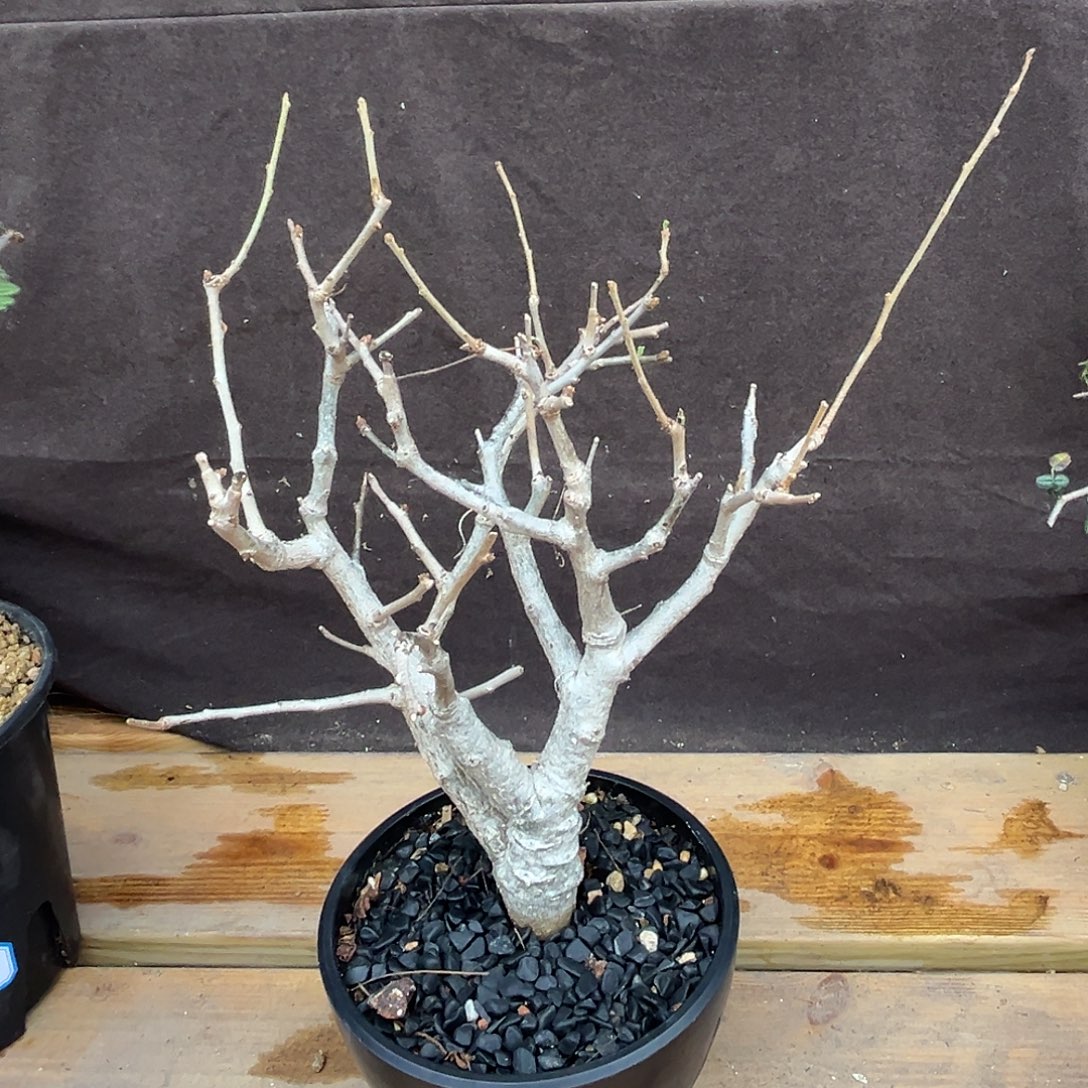 汤圆植物尼勒达橄榄
