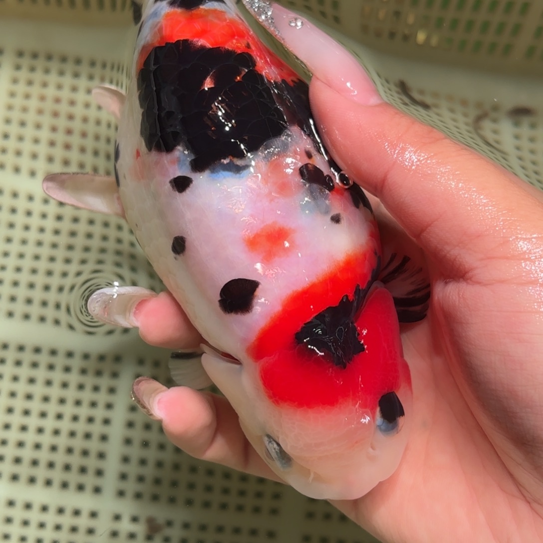 C***c金鱼拍包装包邮，不拍包装运费到付