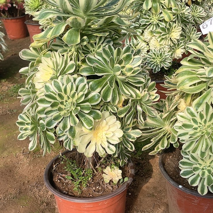 多肉法师多肉法师735