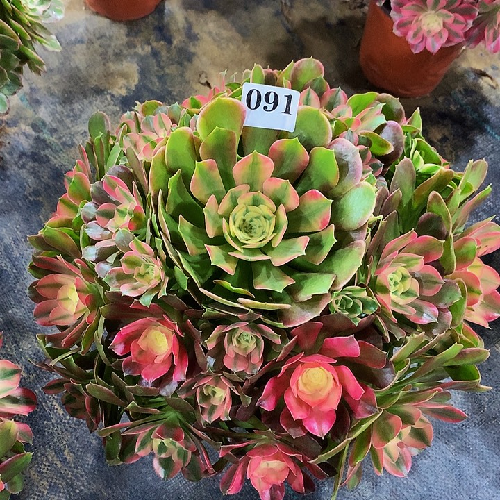 法师香妃0910000000