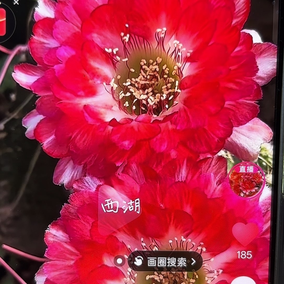 世界小姐2-3公分侧牙20包邮
