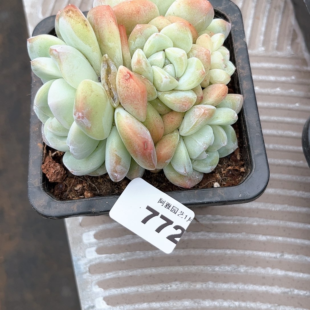 顺****神阿雅园艺。       772