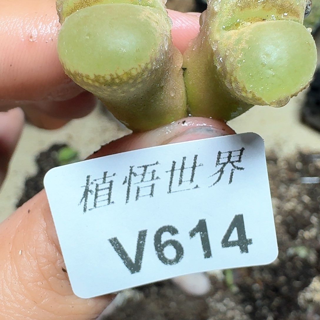 614盒多肉植物哇f g