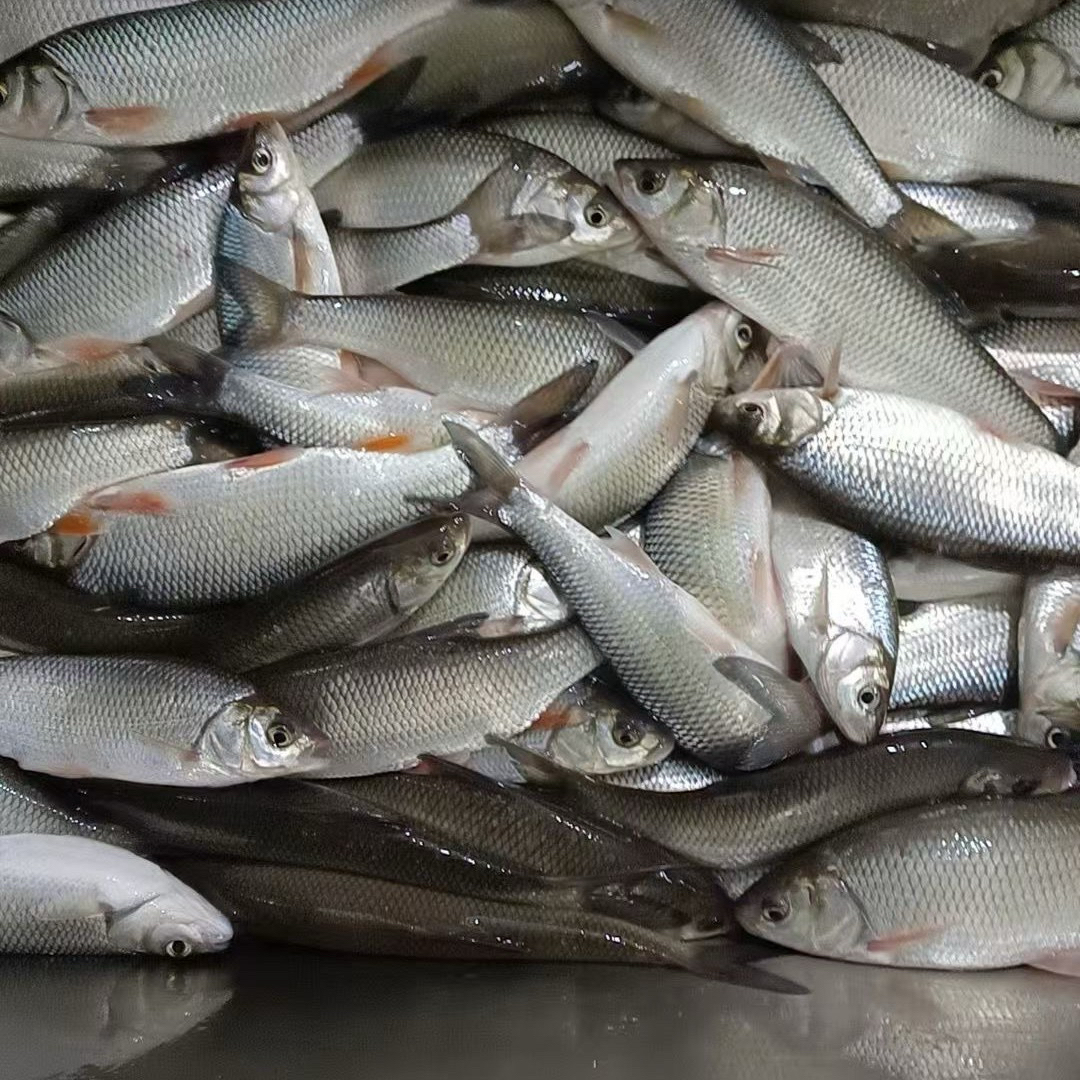 克旗龙口水库野生华子鱼，（顺丰包邮）原产地直发