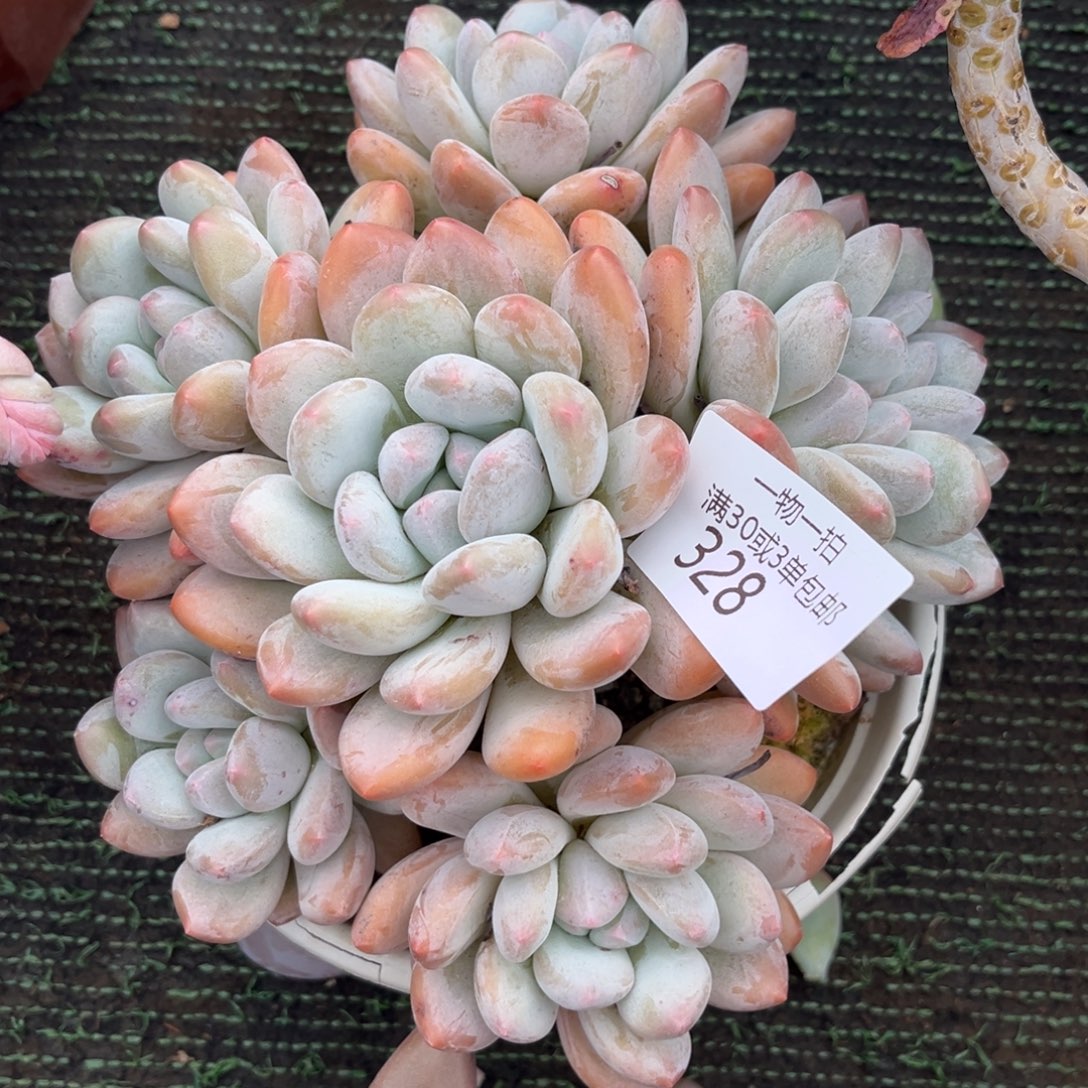 328香水圆叶手捧多肉植物……