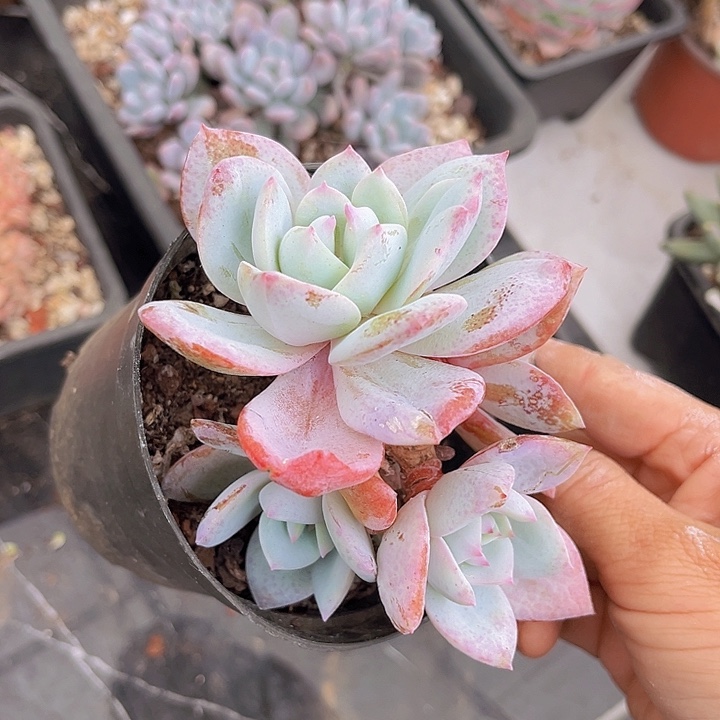 凤橙2371多肉植物