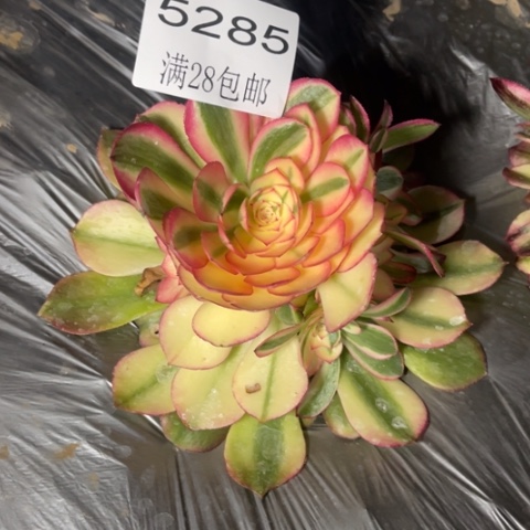 荔枝多肉多肉5285