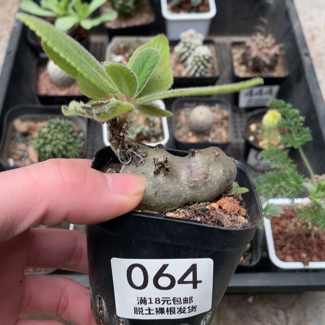 64白花断崖（满18包邮）