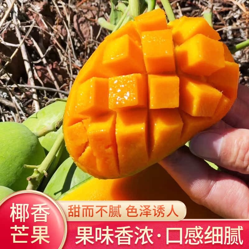 渔门镇晚熟椰乡芒果