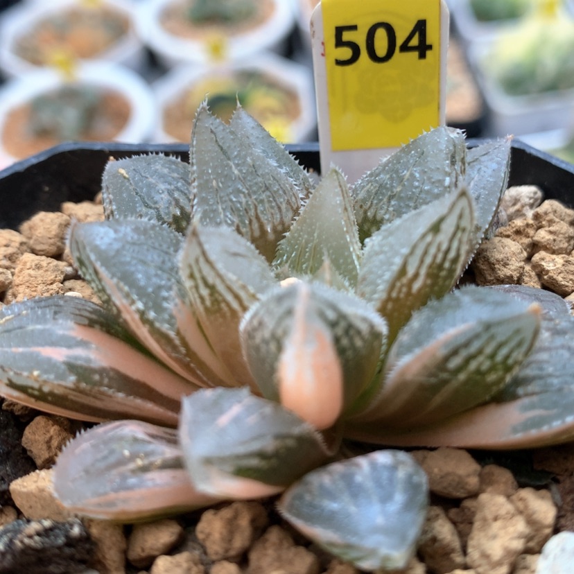 【闪购商品】504冰沙糖