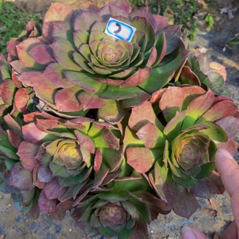 红心万圣节缺水了浇水就好7多肉