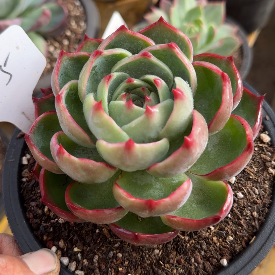 玫瑰惊鸿一物一拍包装收缩花旱305