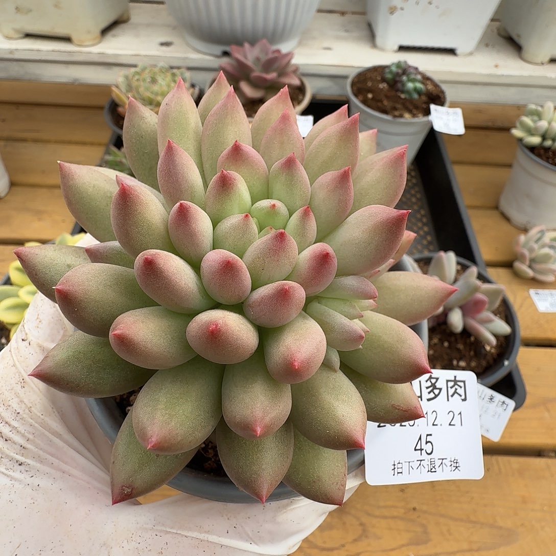 言字11111111221-45