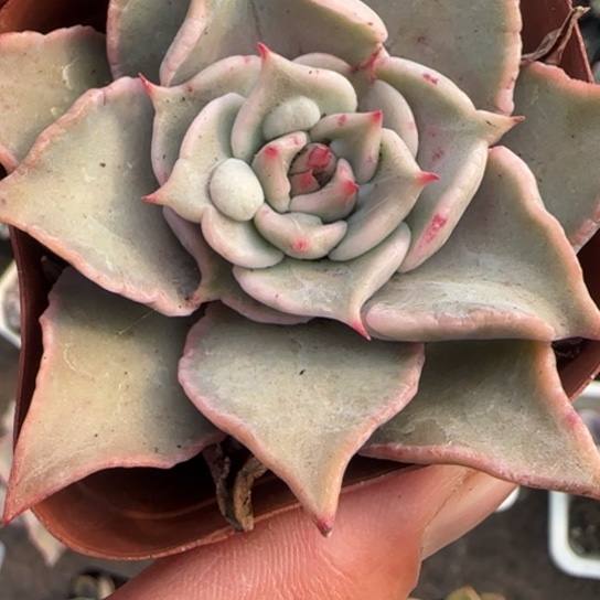 119饺子皮多肉植物多