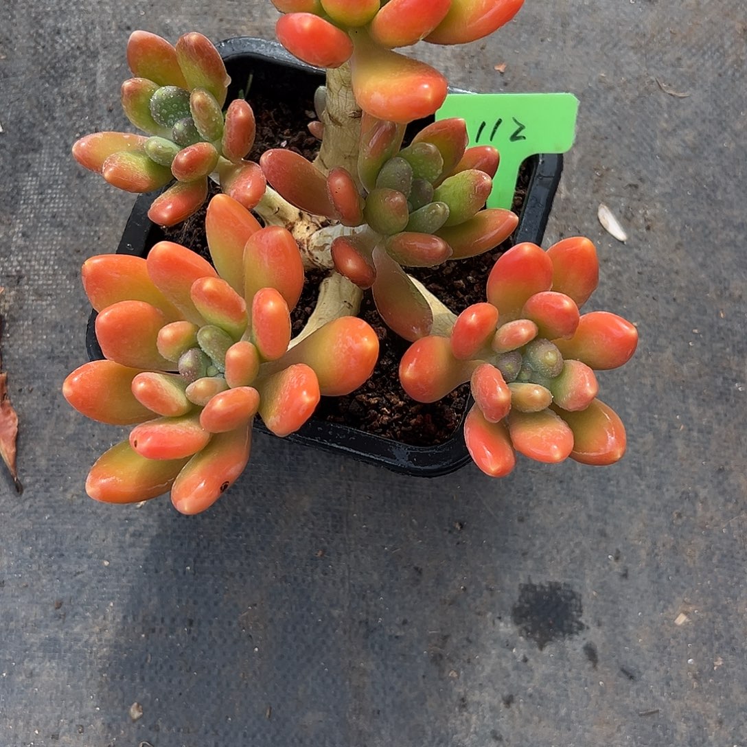 112潘多拉多肉。        