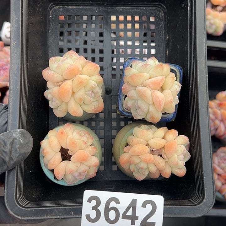 3642，四个三头冰玉带盆发4-5厘米