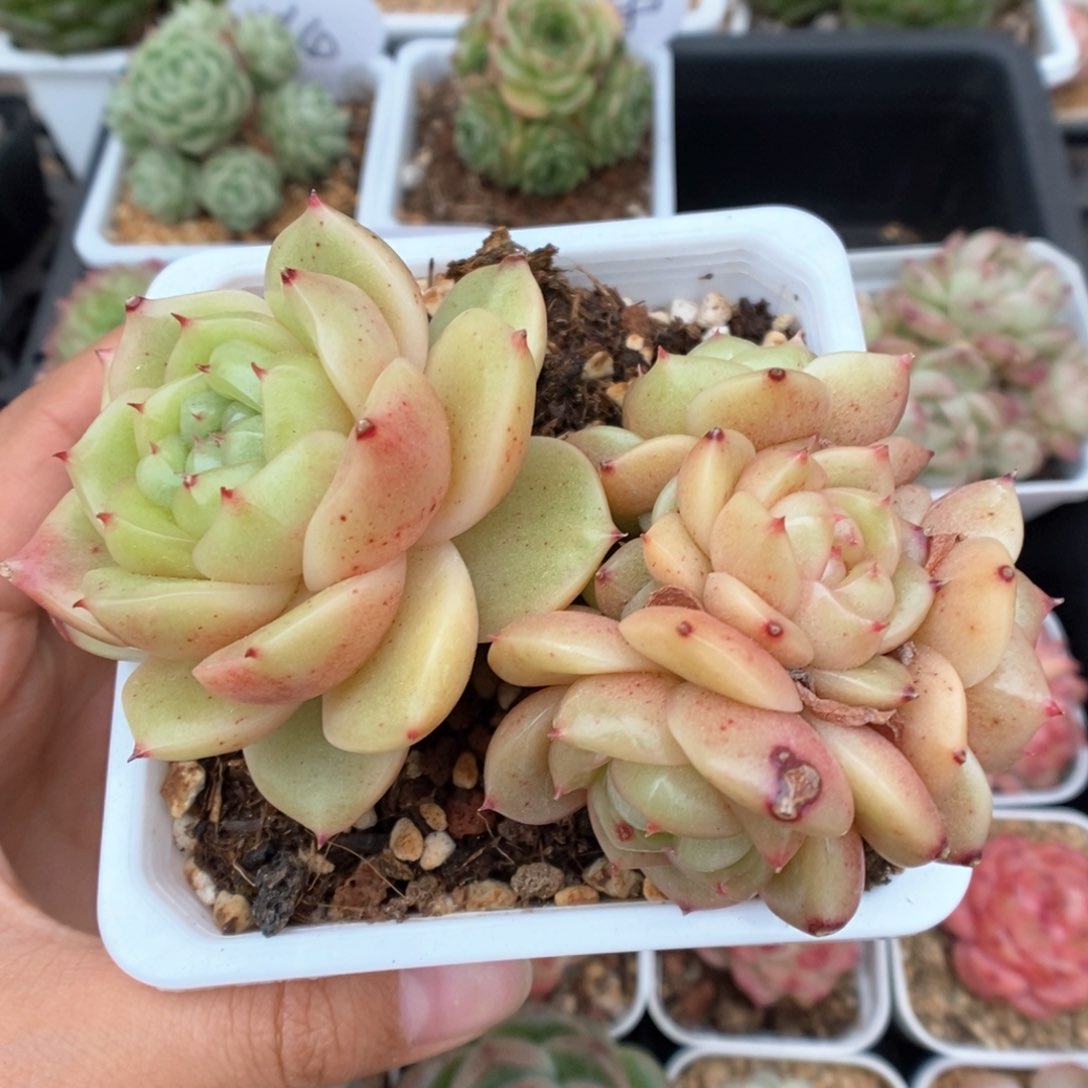 玉芷珍妮群生908号。 