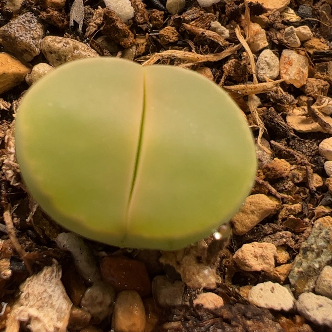 净窗粉橄榄多肉植物百科