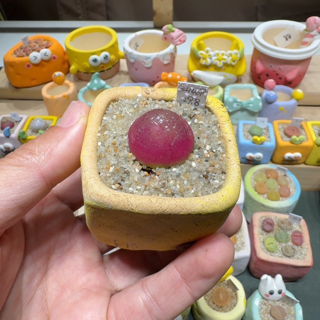 红陶小****贝蘑菇437灯泡