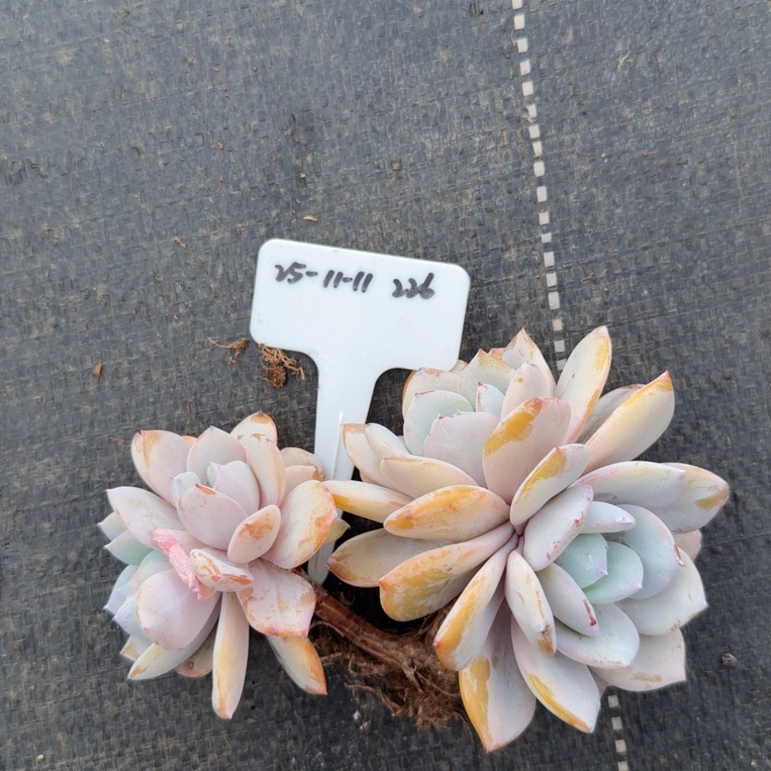 一物一拍双十一奶茶226