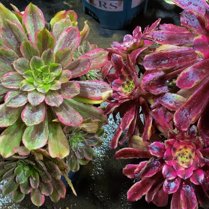 梦**真美肌加花脸粉黛一组