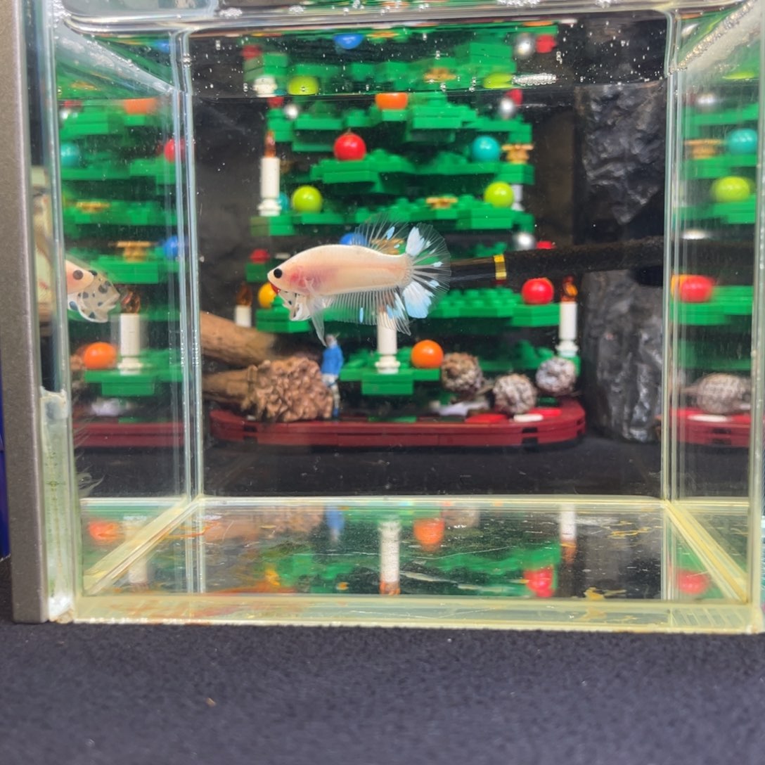 斗鱼十二月十九日竞价