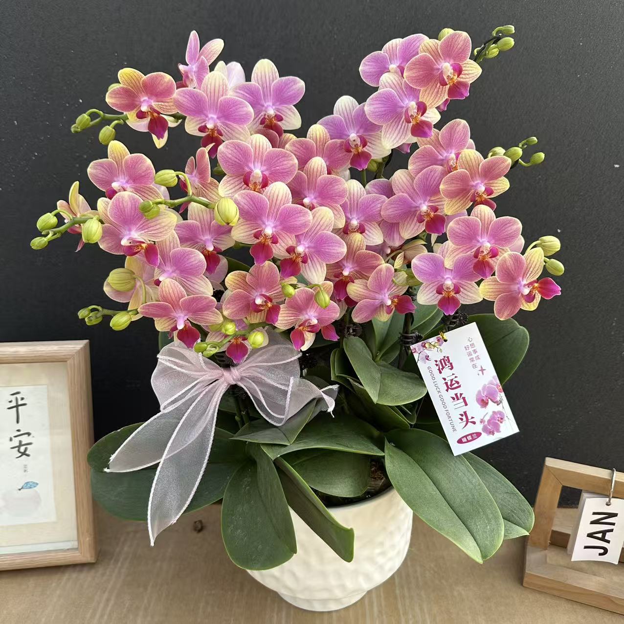 简香（夏日）高货蝴蝶兰精美艺术鲜花年宵花爆款鲜花花卉