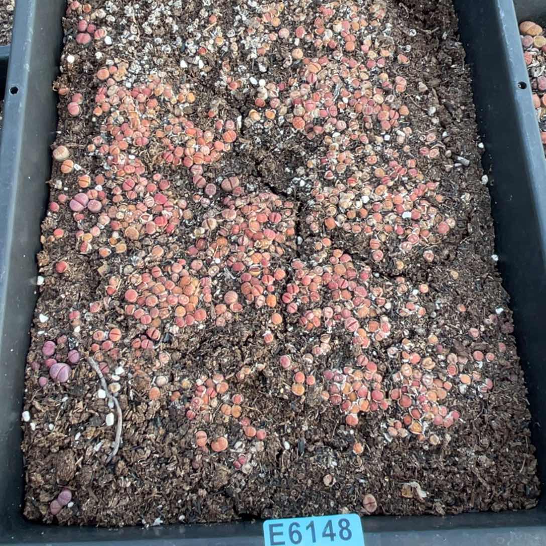 禾***肉6148筐福利不售后