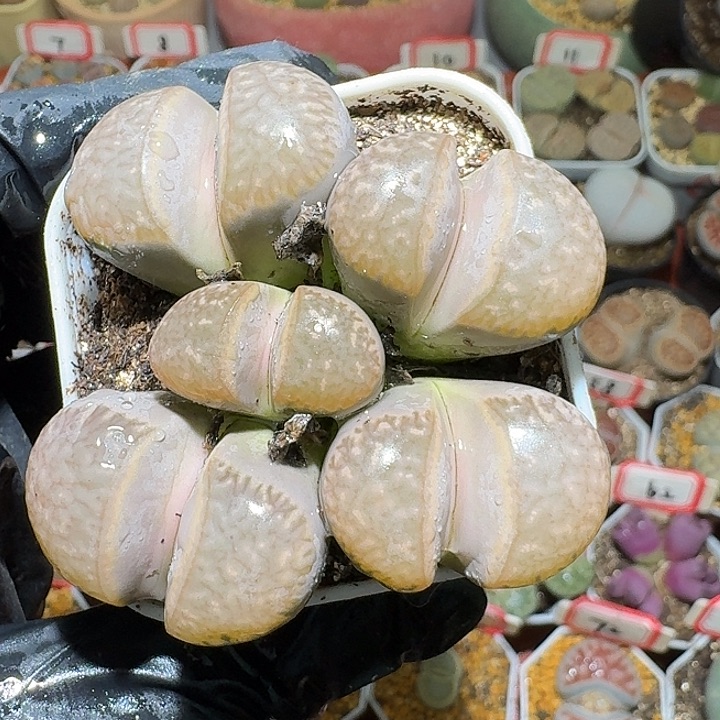 生石花2:：，紫折。 327号