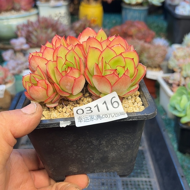 幸运的是我还没遇到你呢