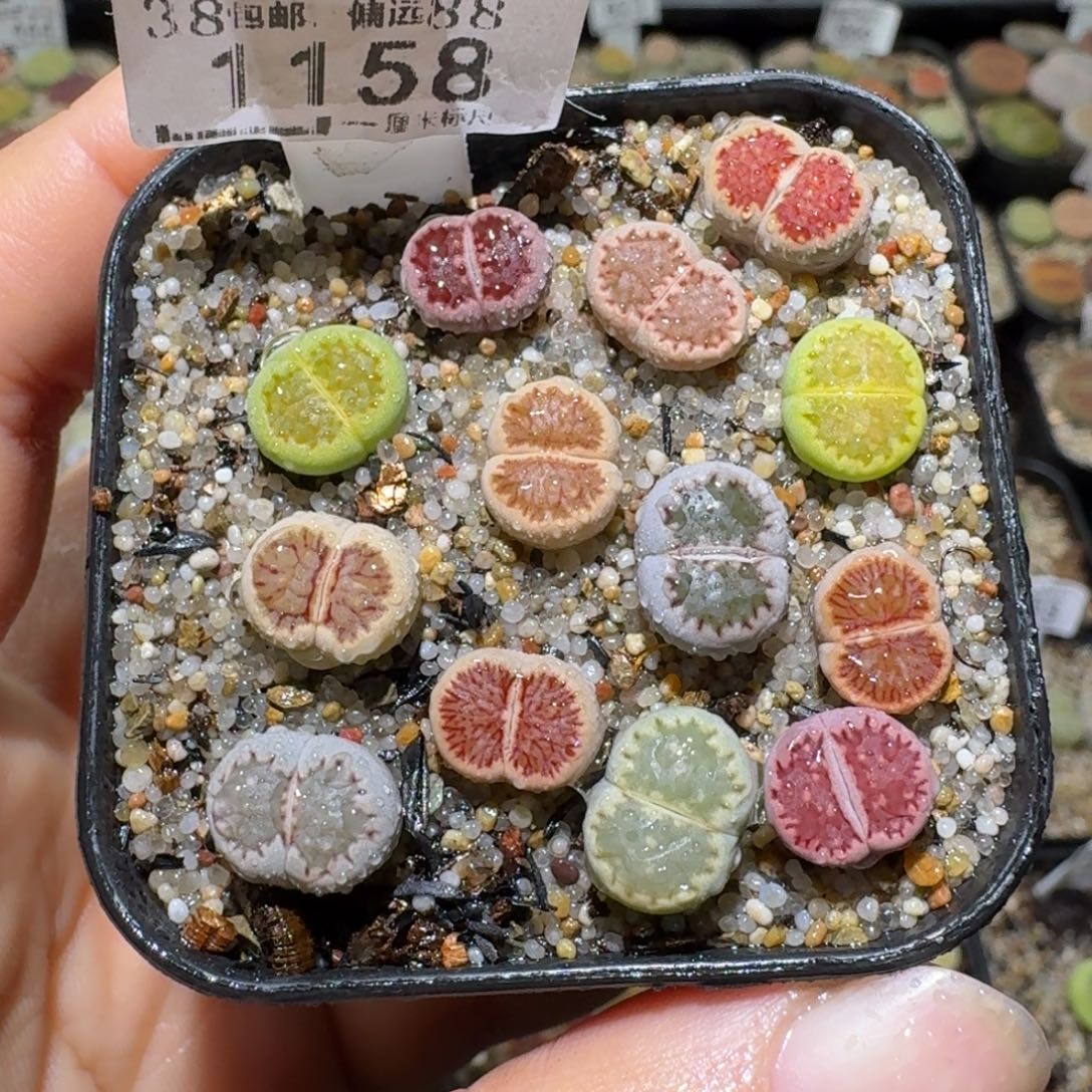 老板亏本便宜卖了1158