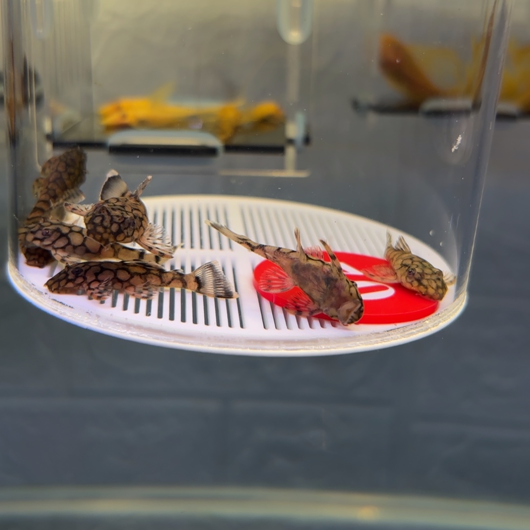 鲅***夹清道夫鱼70号牌刀锋7条3➕，中通