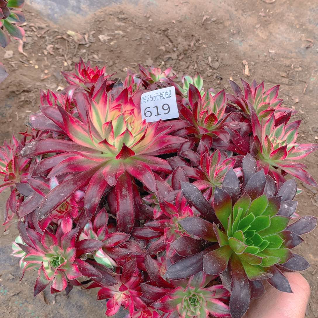 619朱雀变异多肉植物的