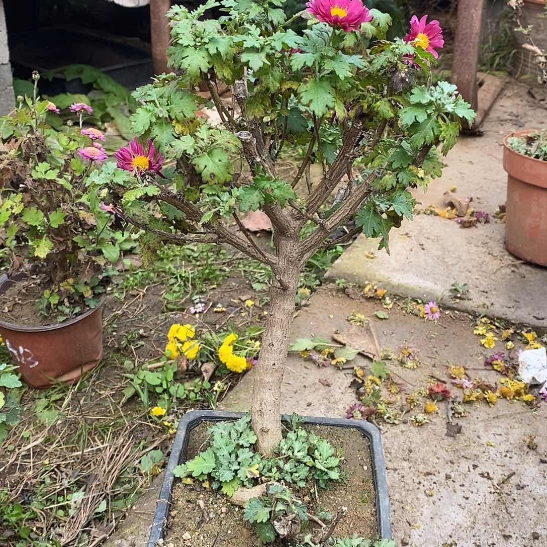风***行完全开放菊花菊花