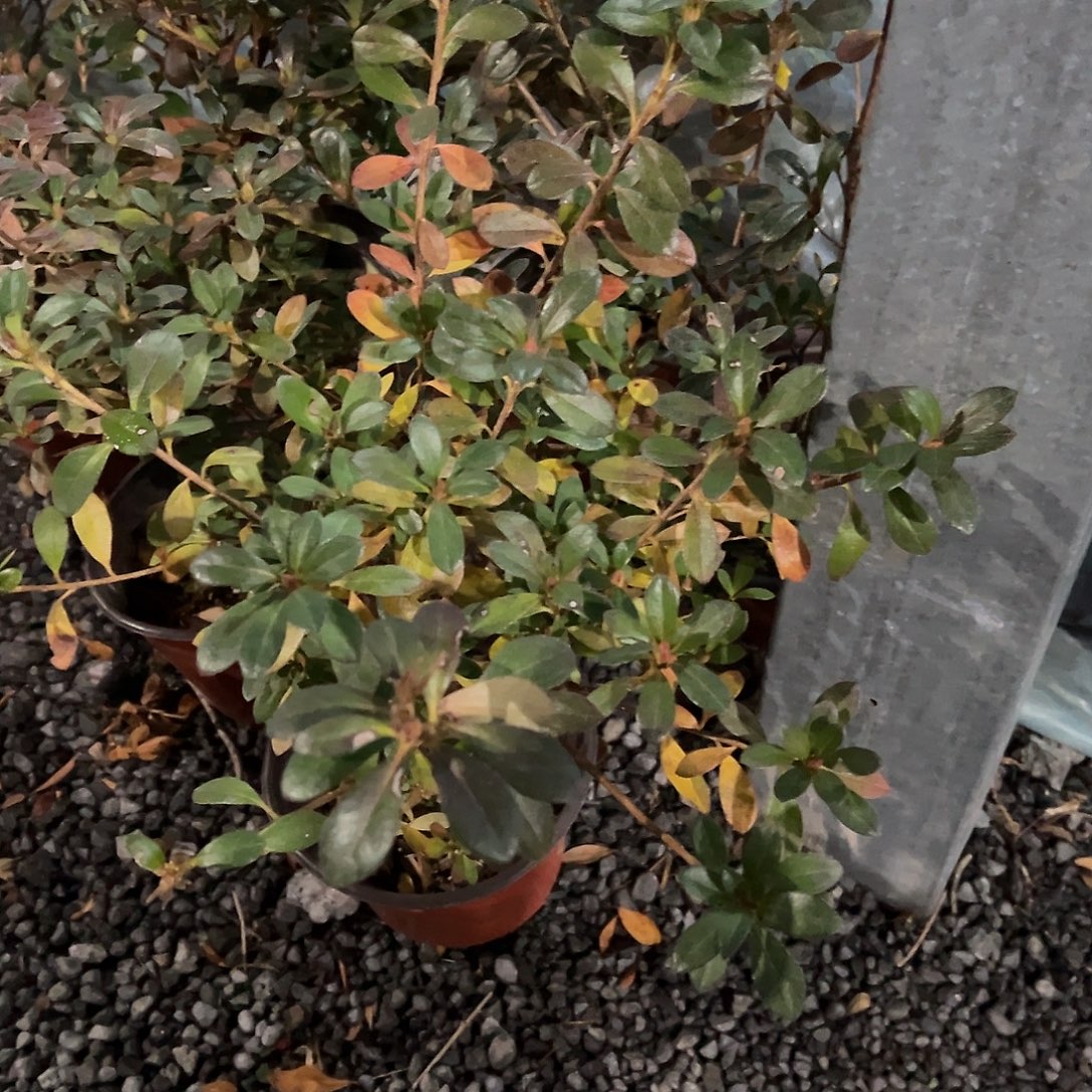 无花朵盆景皋月杜鹃保惠比须