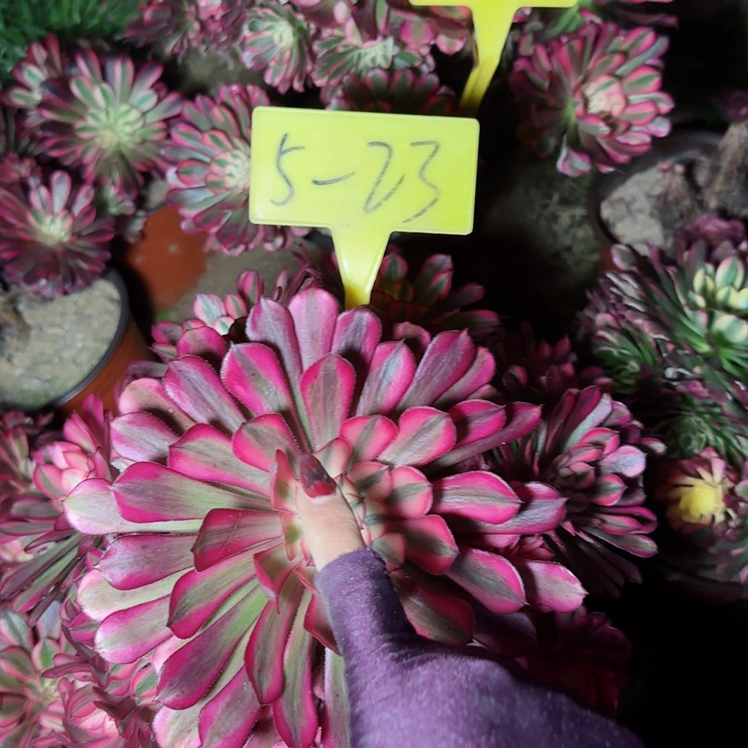 5-23---多头多肉植物