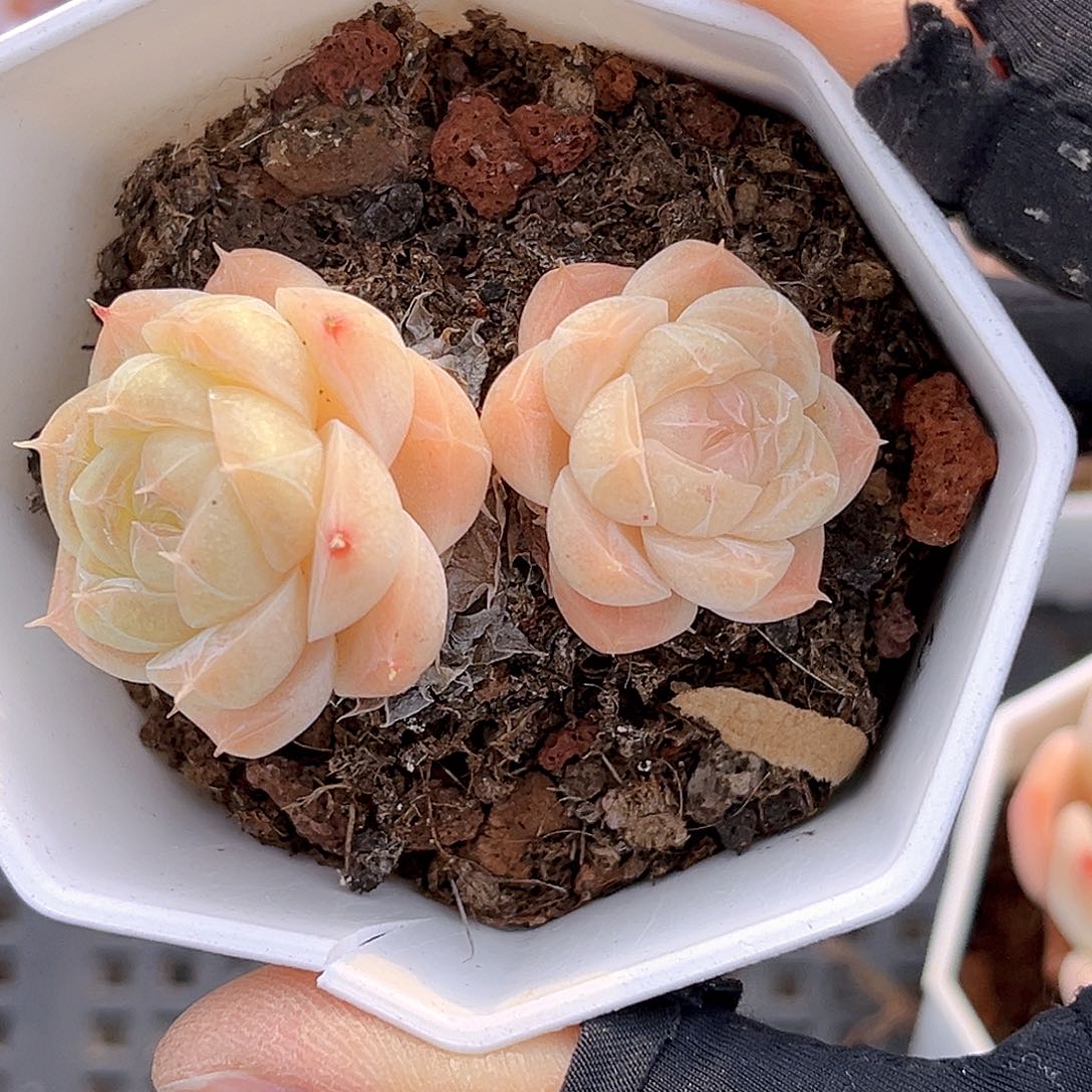 251 一物一拍多肉 夏末精控 不包整