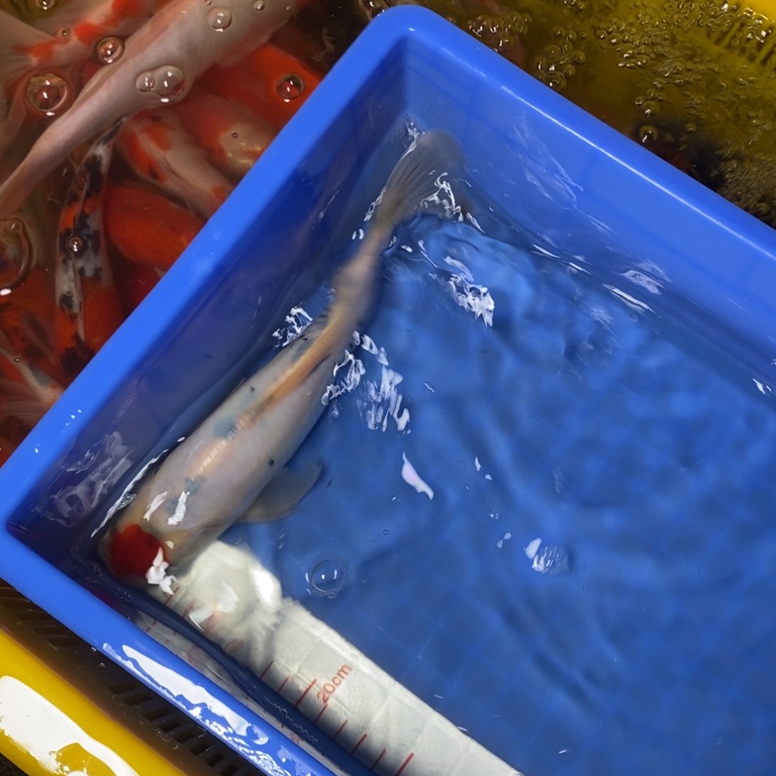 锦鲤冷水锦鲤包邮