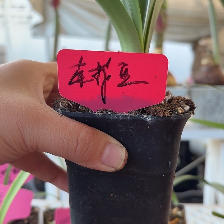 无花朵索菲亚朱顶红直径5.5cm左右