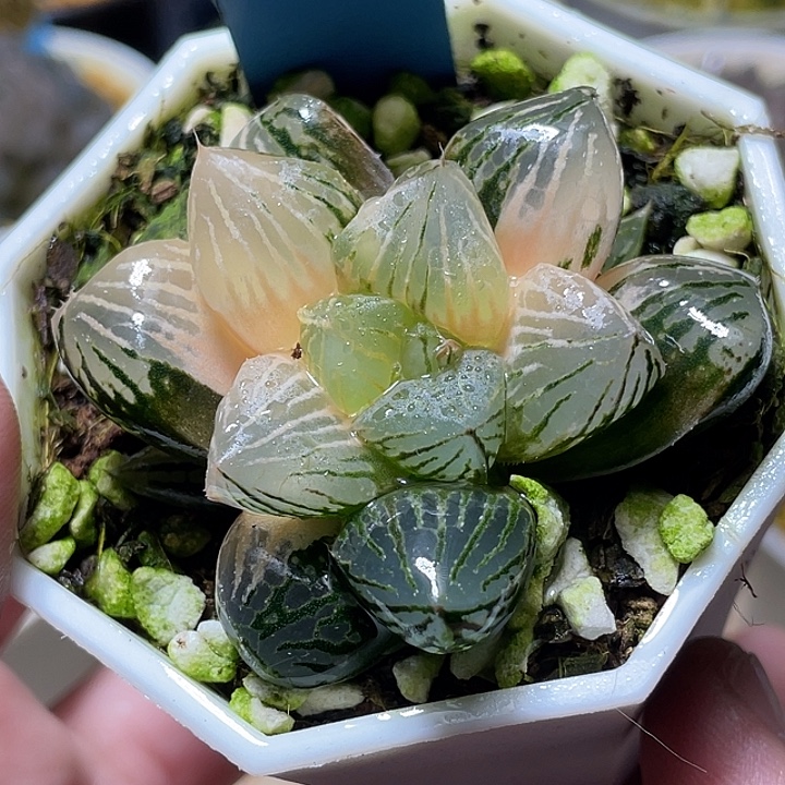 595赤焰玉露锦特选福利