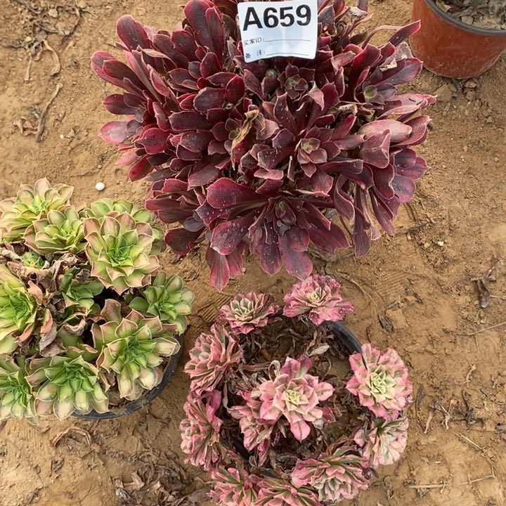完全开放659组合套餐多肉植物