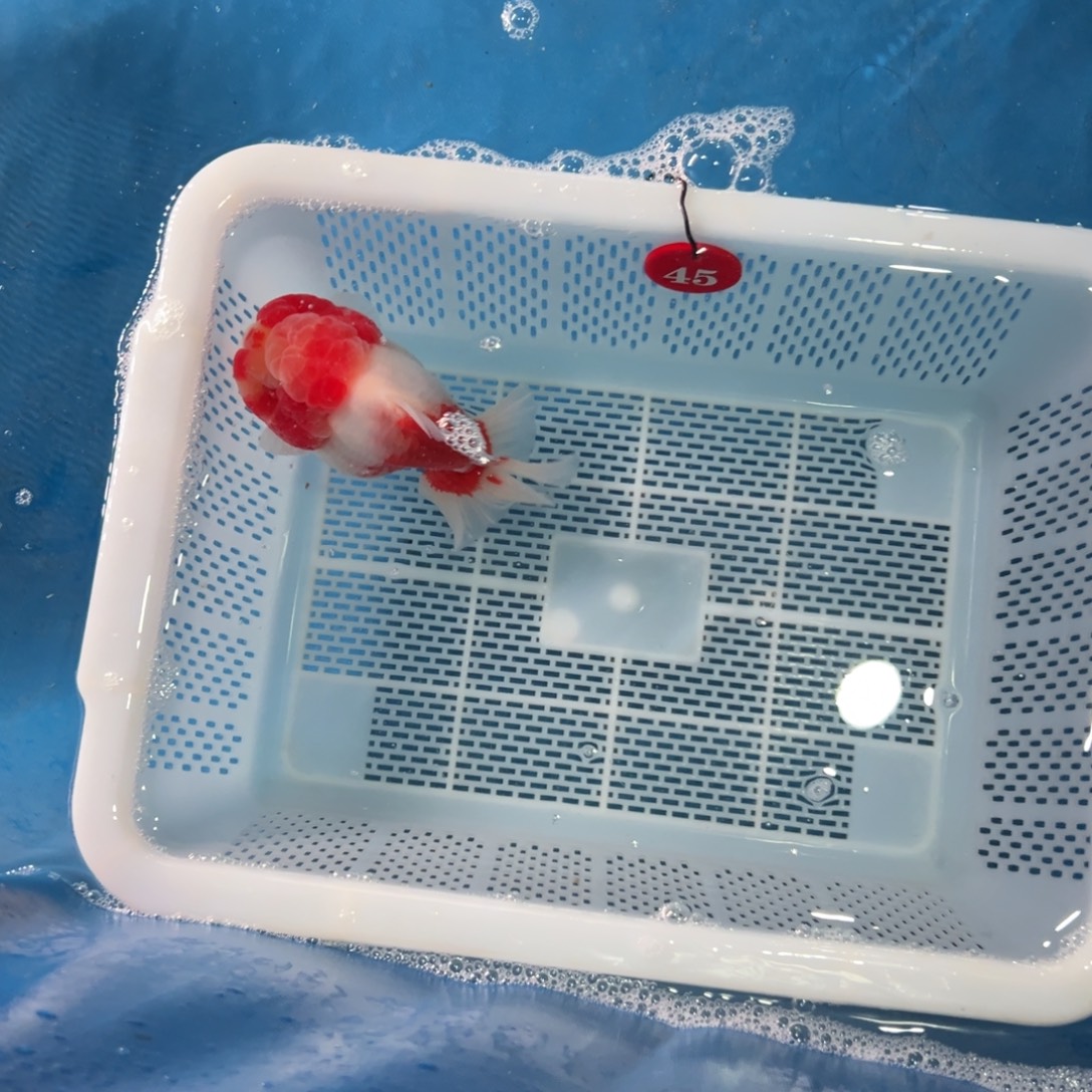 来***奶海水鱼包邮作品展中获得大奖一