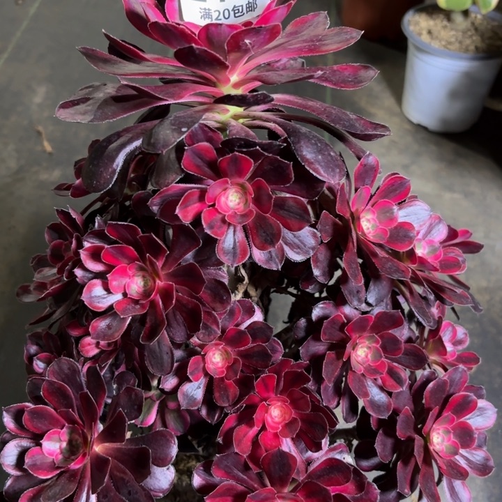 瑞妈一物一拍472